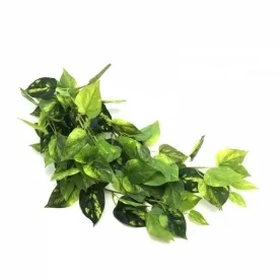 W507-38 PENDENTE JIBOIA 180/36/12 68CM