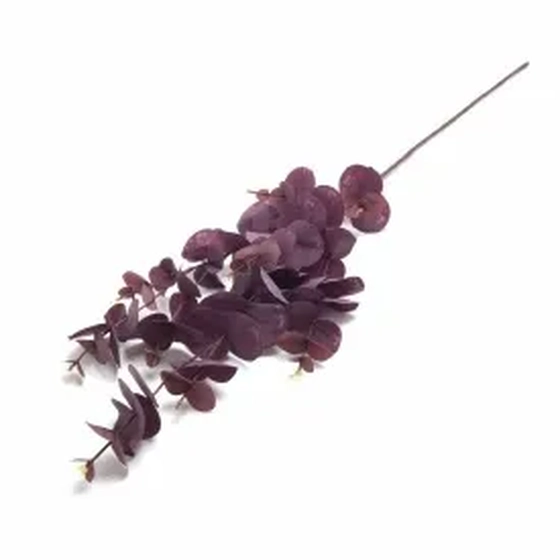 W507-98RX GALHO EUCALIPTO X5 240/72/12 96CM