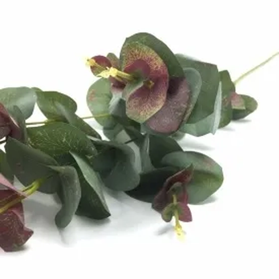 W507-98VD GALHO EUCALIPTO X5 240/72/12 96CM