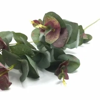 W507-98VD GALHO EUCALIPTO X5 240/72/12 96CM