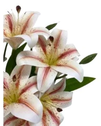 03609 BUQUE DE LIRIO TOQUE REAL X9 55CM