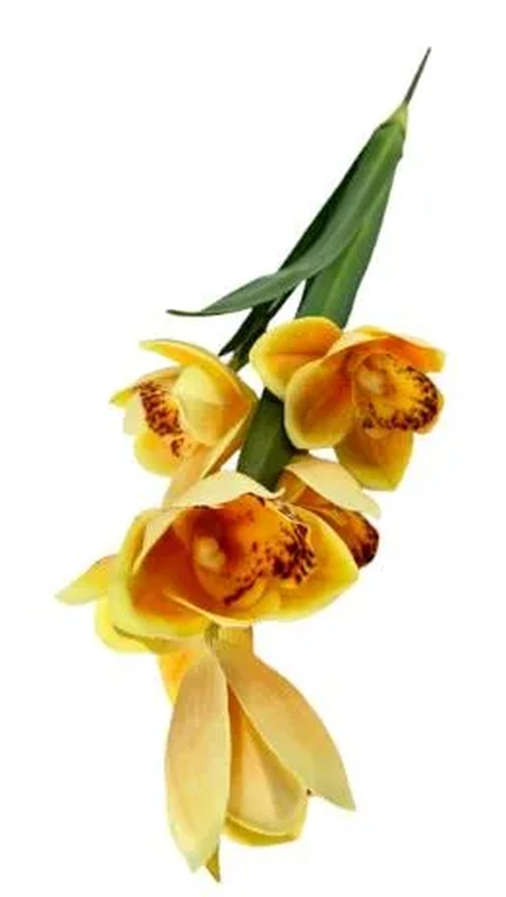 W113-270AM GA ORQ CYMBI FOLHA X2 50CM