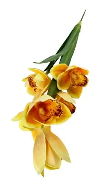 W113-270AM GA ORQ CYMBI FOLHA X2 50CM