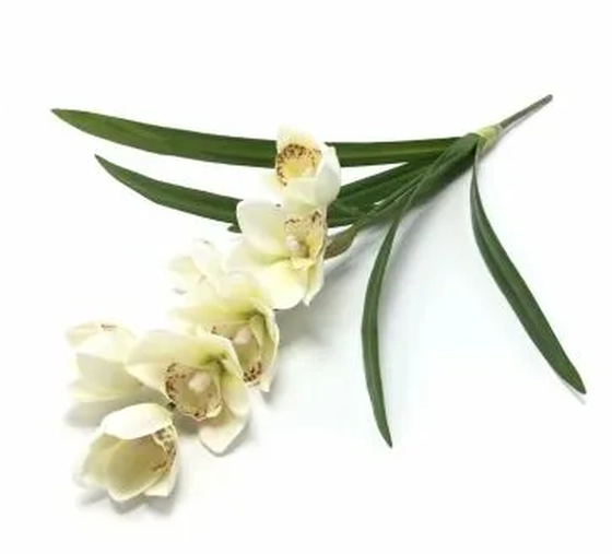 W113-270W GA ORQ CYMBI FOLHA X2 50CM