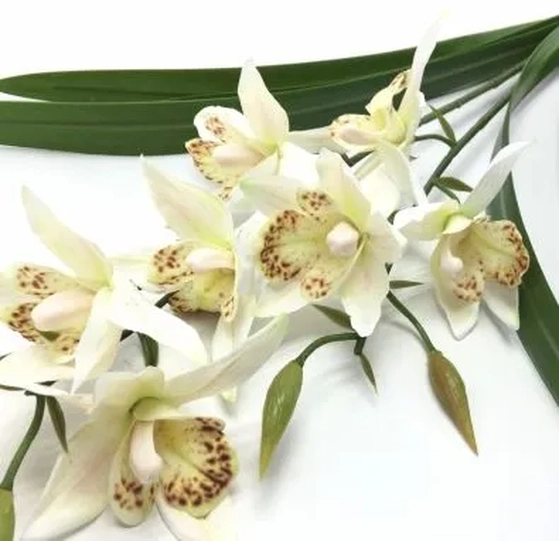 W113-271W GA ORQ CYMB FOLHA X2 68CM