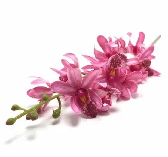 W530-01PK GALHO ORQ.DENPHAL X15 79CM