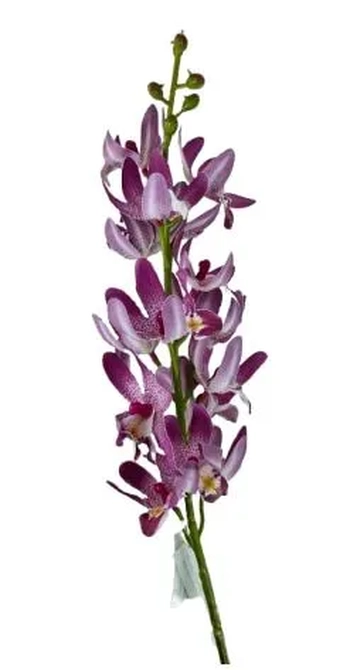 W530-01RX GALHO ORQ.DENPHAL X15 79CM