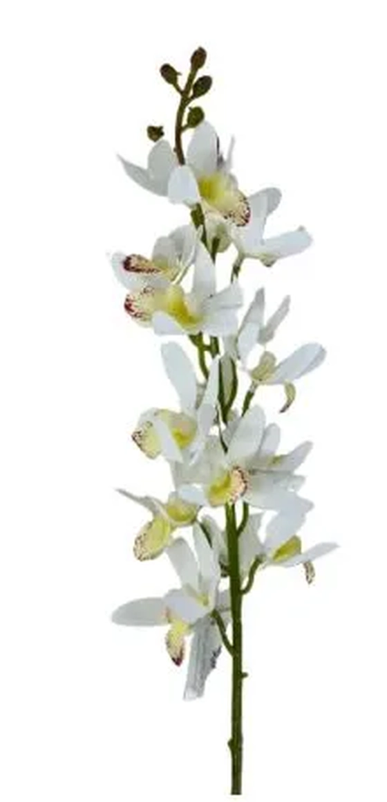 W530-01W GALHO ORQ.DENPHAL X15 79CM