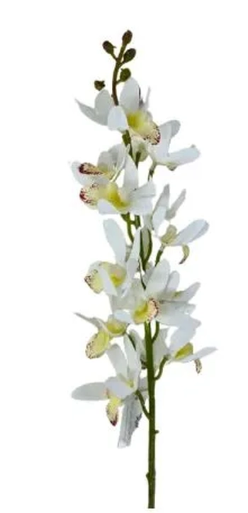 W530-01W GALHO ORQ.DENPHAL X15 79CM