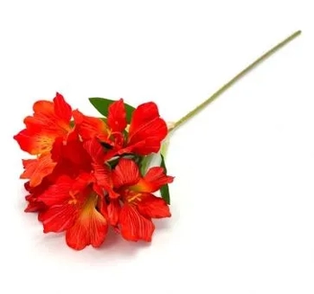 W534-10VM GALHO ASTROMELIA 60CM