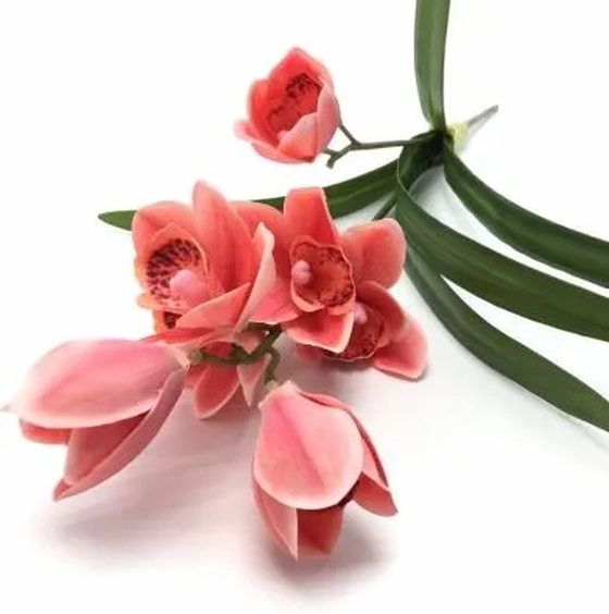 W113-270VM GA ORQ CYMBI FOLHA X2 50CM