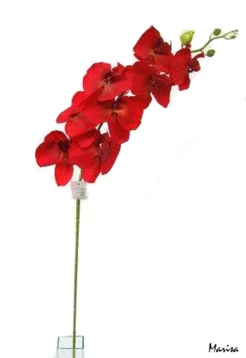 03836 ORQUIDEA PHALAENOPSIS AVELUDADA  X8 1.00M