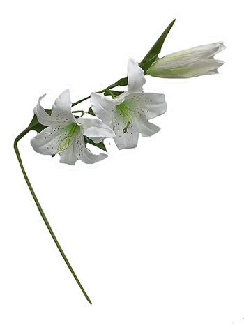 08803 GALHO DE LIRIO X3 98CM