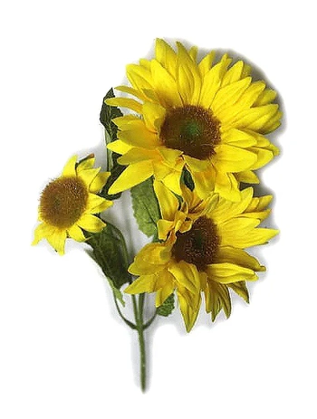 AM1414 GALHO DE GIRASSOL