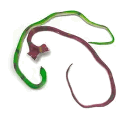 030 COBRA ARTICULADA