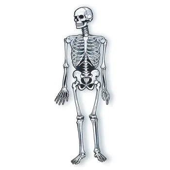 365 PAINEL ESQUELETON C/01