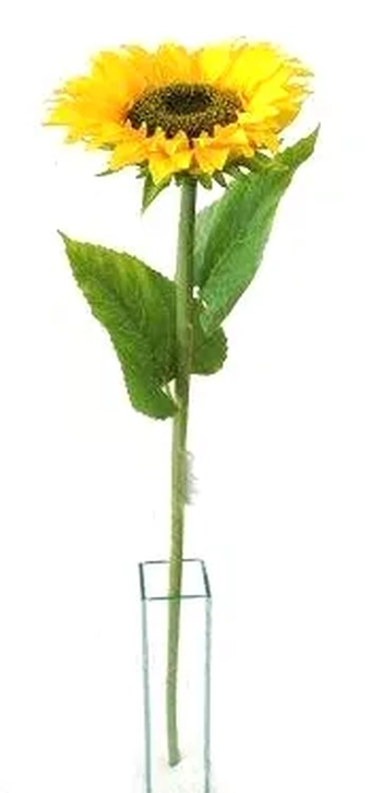 03750 GALHO DE GIRASSOL PEQ X1 66CM