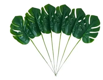 E/0661 FOLHA COSTELA DE ADAO TOQUE NATURAL X1 80CM