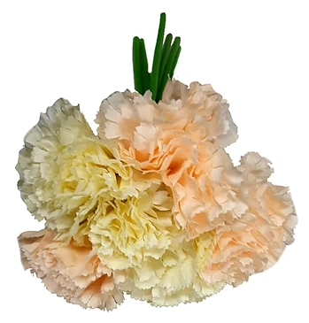 03874 RAMALHETE DE CRAVO X6 24CM