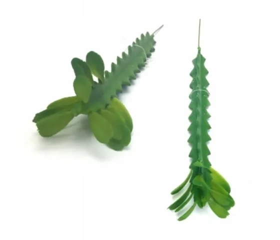 W298-84 CACTO SEEDS G