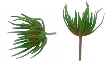 W298-59 SUCULENTA AGAVE