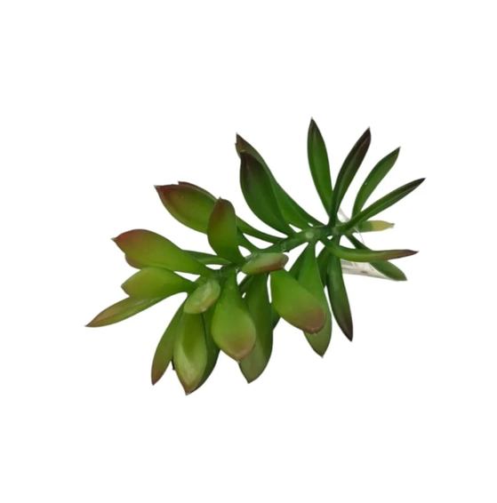 W298-49 SUCULENTA JADE