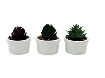 BRCY-10469 SUCULENTA