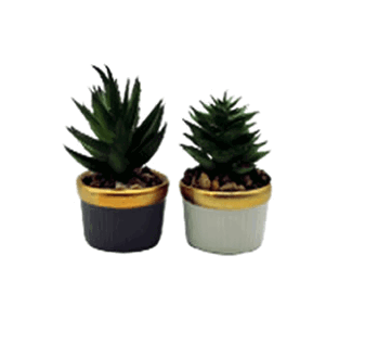 BRCY-10468 SUCULENTA