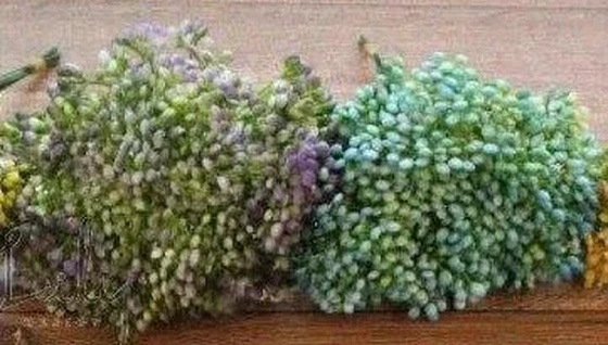 CD-0047 PICK SEMENTINHA