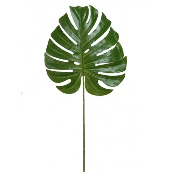 E/0975 FOLHA DE COSTELA DE ADAO 1,10M