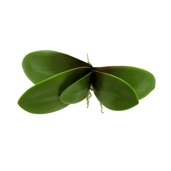 L111-54 FOLHA ORQ PHALEANOP X5 120U/48/12 35CM