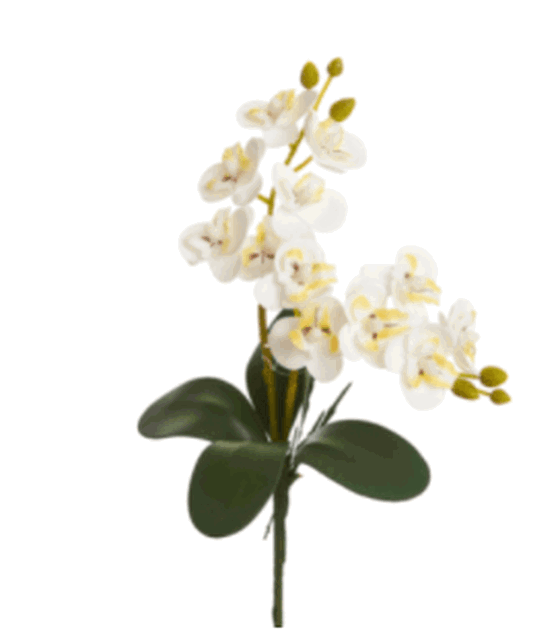 BF9148PK ORQUIDEA X2 30CM