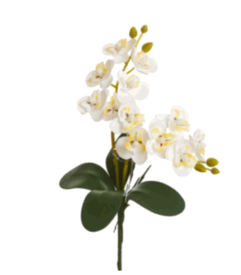 BF9148PK ORQUIDEA X2 30CM