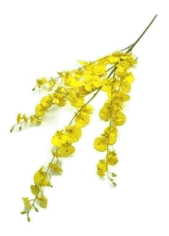 01397/01397C/1397B CHUVA DE OURO 1.00M