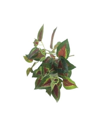 W507-27 BUQ.TAMPALA 144/72/12 28CM