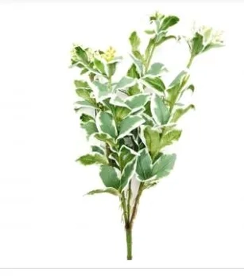 W113-252 BQ TREPADEIRA INVERNO X5  96/48/12 40CM