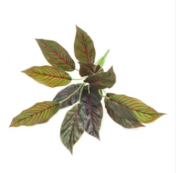 W507-64 BQ FOLHAG. AGLAONEMA X12 90/30/12 49CM