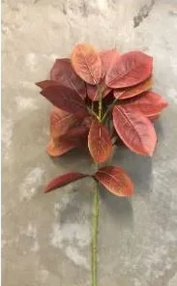 W300-163MR GALHO FICUS MR X4 144/72/12 68CM