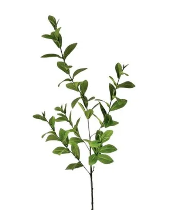 E/0791 GALHO DE RUSCUS TOQ NATURAL X5 82CM