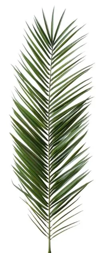 W418-53VD GALHO PALMEIRA